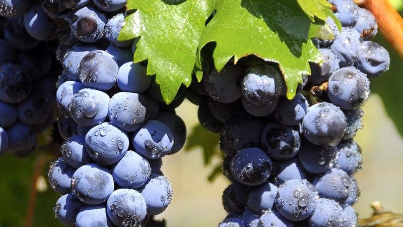 Famous low-calorie grape variety Tempranillo