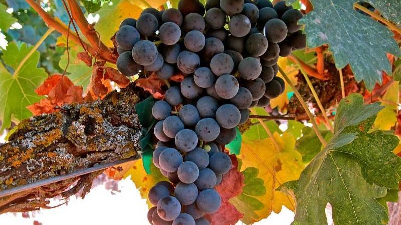Famous low-calorie grape variety Tempranillo