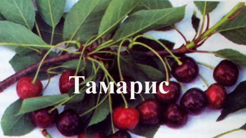 Fast-growing resistant cherry variety Tamaris