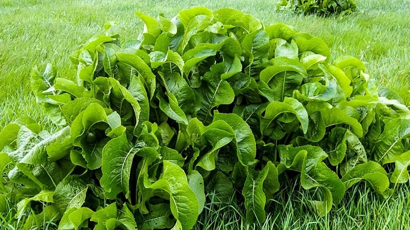All about horseradish: what it is, what it looks like and blooms, what the root is