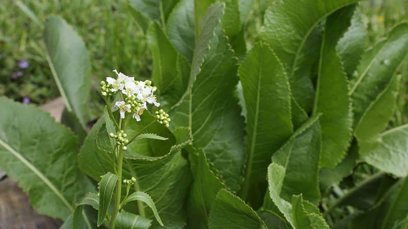 All about horseradish: what it is, what it looks like and blooms, what the root is