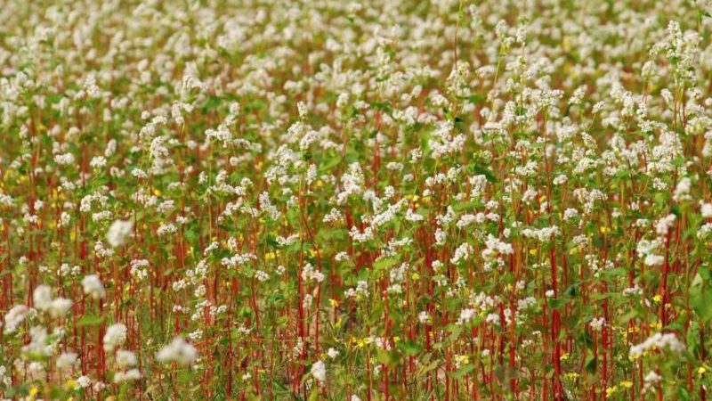 What is buckwheat and what does it look like when it grows in the field?