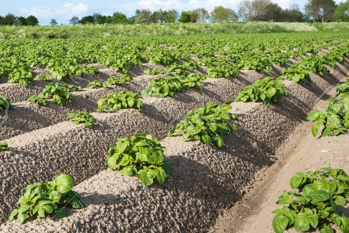 New methods of planting potatoes and care features