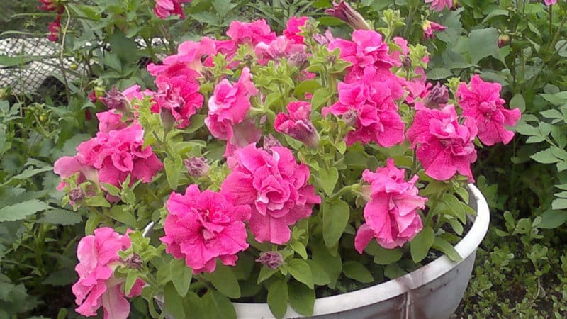 Description of varieties and features of growing terry petunia