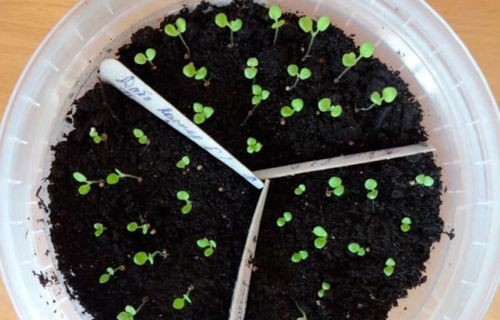 How to grow petunia from seeds at home: sowing seedlings, care, transplanting into open ground