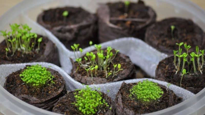 How to grow petunia from seeds at home: sowing seedlings, care, transplanting into open ground