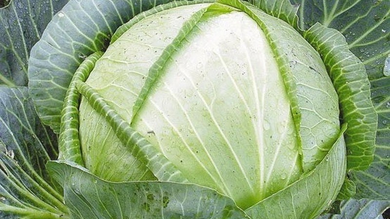 High-yielding variety of Belorusskaya cabbage: description and characteristics