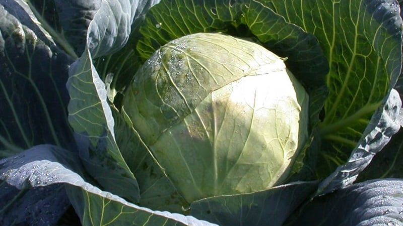 High-yielding variety of Belorusskaya cabbage: description and characteristics