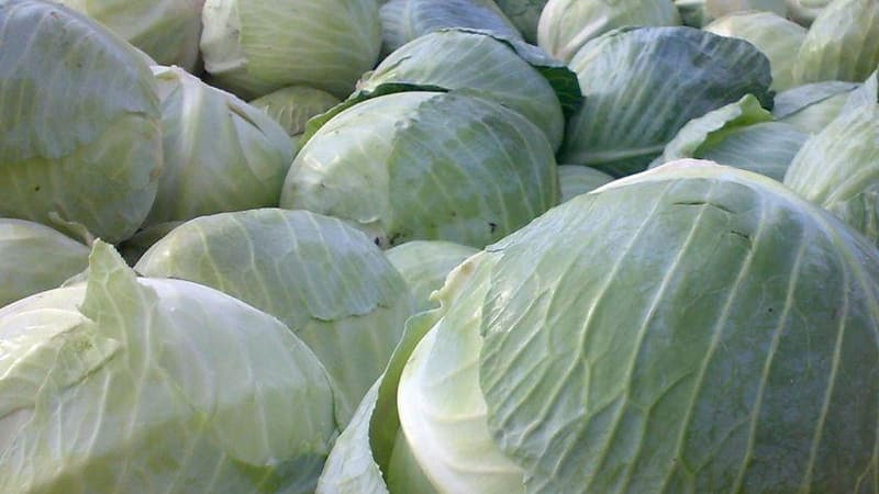 High-yielding variety of Belorusskaya cabbage: description and characteristics