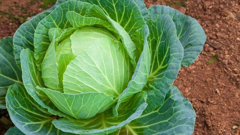 High-yielding variety of Belorusskaya cabbage: description and characteristics