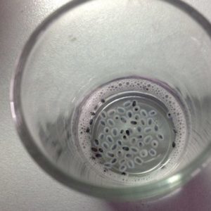 Is it necessary to soak basil seeds before planting and how to do it correctly