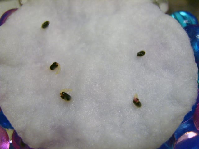 Is it necessary to soak basil seeds before planting and how to do it correctly