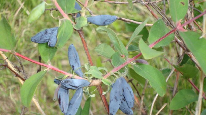 When does honeysuckle ripen in different regions?