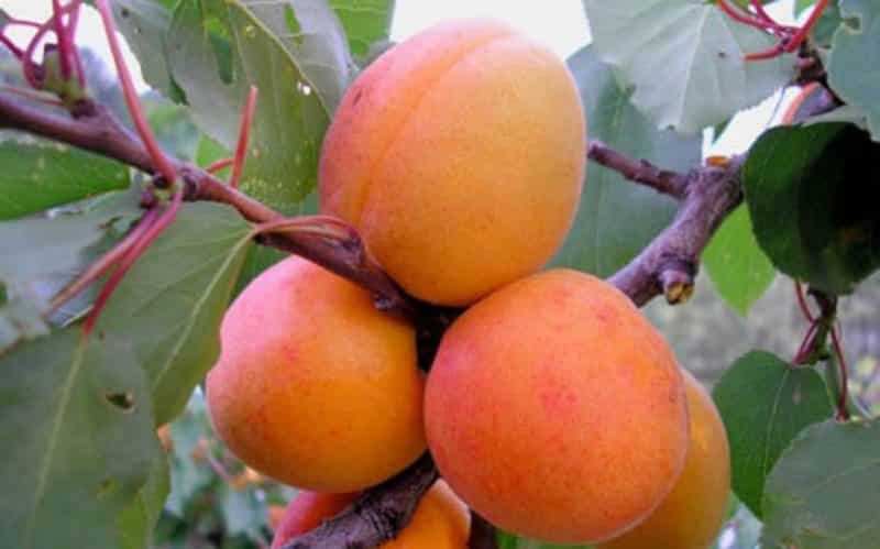 Variety of apricot varieties for different regions
