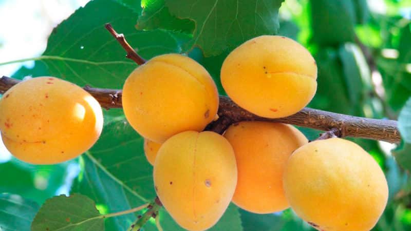Variety of apricot varieties for different regions