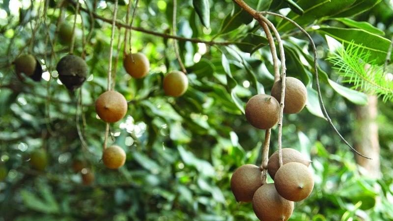 How to grow macadamia nuts at home