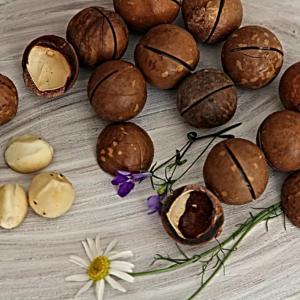 How to grow macadamia nuts at home