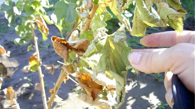 What to do if the gooseberries dry out