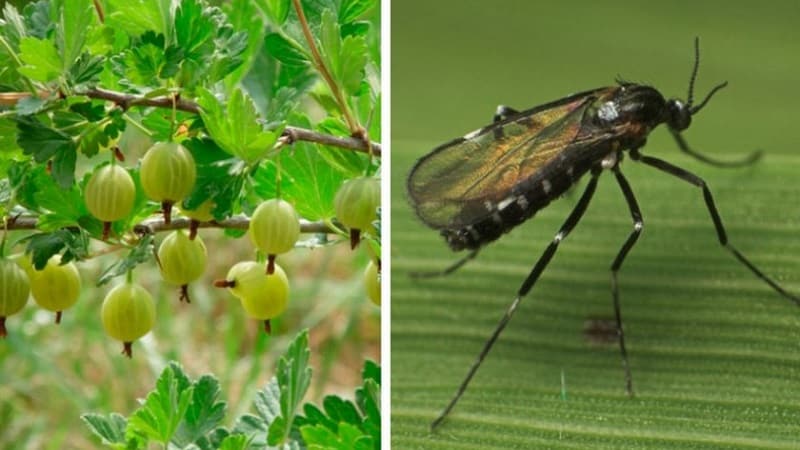 What to do if the gooseberries dry out