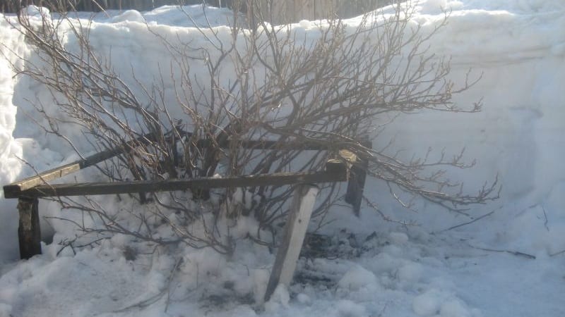 What to do if the gooseberries dry out