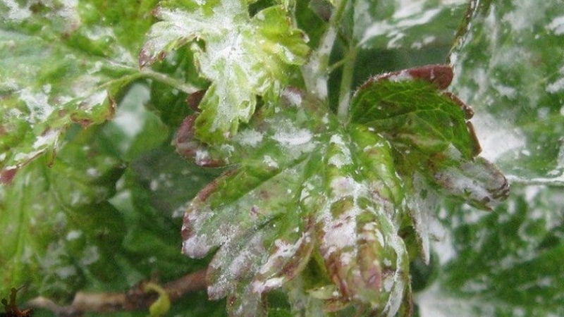What to do if the gooseberries dry out