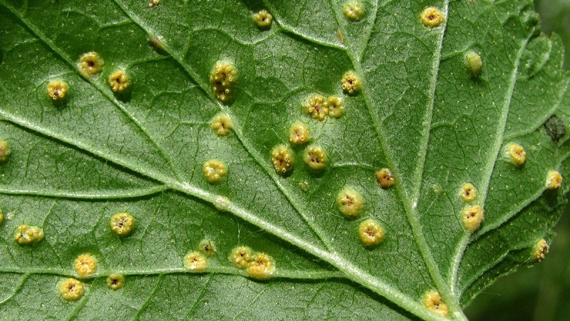 What to do if the gooseberries dry out
