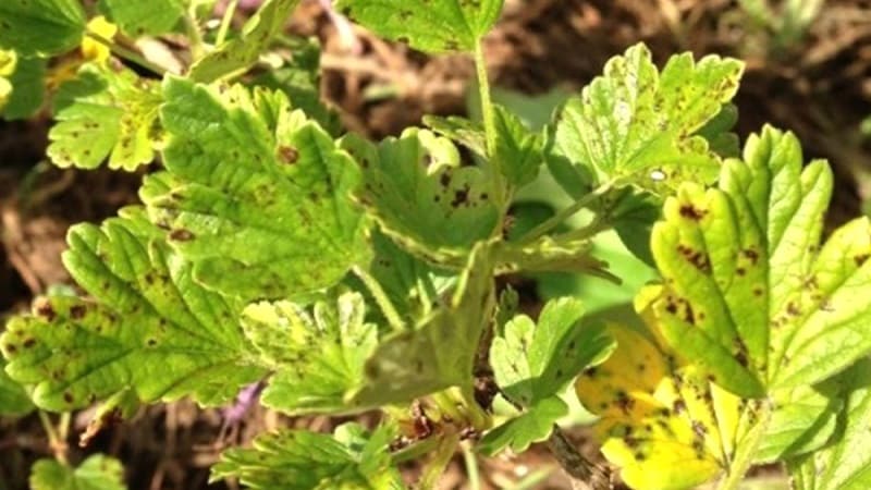 What to do if the gooseberries dry out