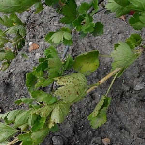 What to do if the gooseberries dry out
