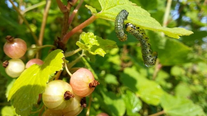 What to do if the gooseberries dry out