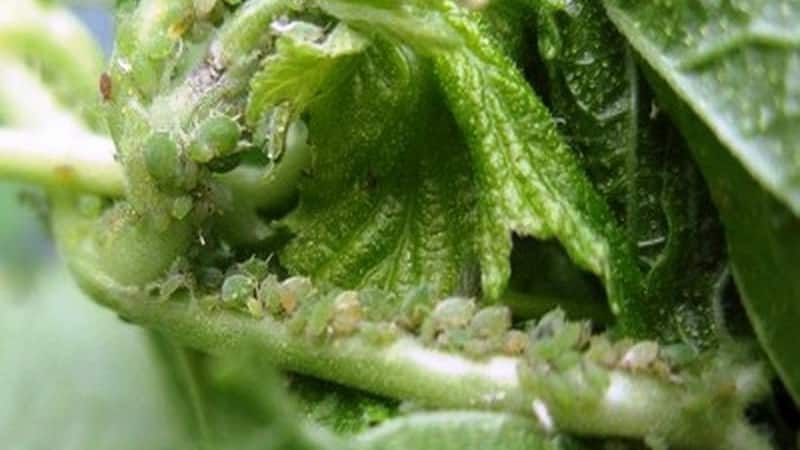 What to do if the gooseberries dry out