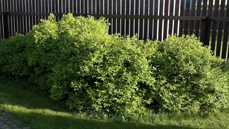 Where is it best to plant honeysuckle: in the shade or in the sun, and what other criteria should you use to choose a place?