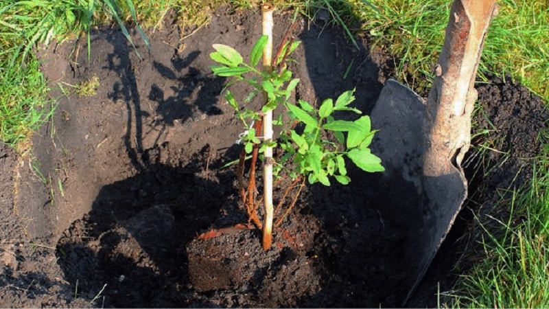 Where is it best to plant honeysuckle: in the shade or in the sun, and what other criteria should you use to choose a place?
