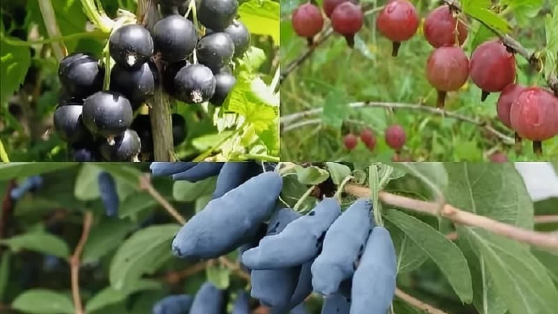 Where is it best to plant honeysuckle: in the shade or in the sun, and what other criteria should you use to choose a place?