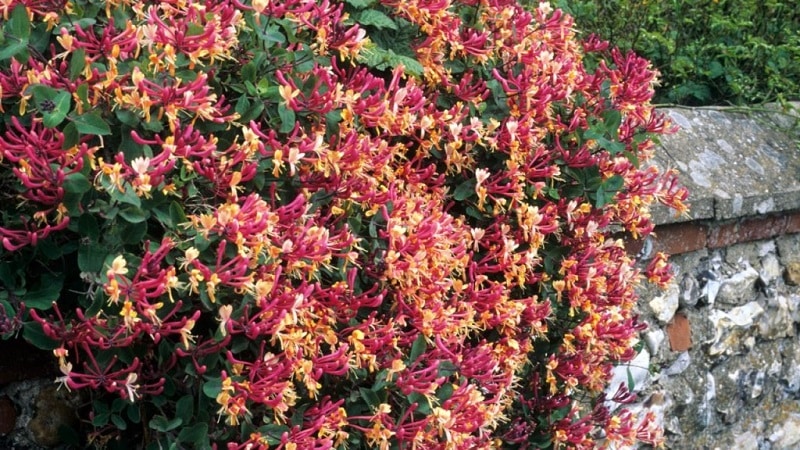 Where is it best to plant honeysuckle: in the shade or in the sun, and what other criteria should you use to choose a place?