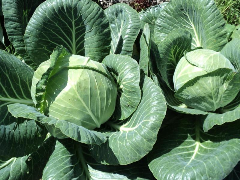 Features of planting and growing cabbage hybrid Rinda f1