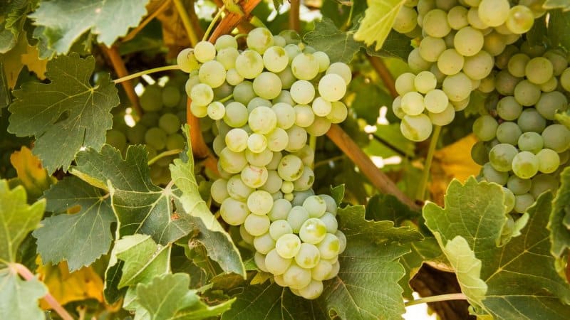 Characteristics and description of early grape varieties