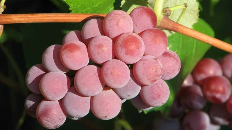 Characteristics and description of early grape varieties