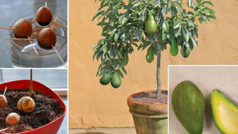 The best ways to ripen avocados at home quickly and easily