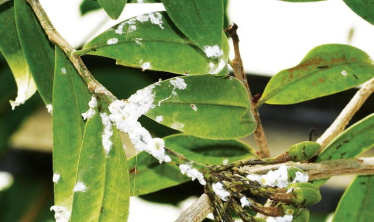 How to treat homemade lemon diseases