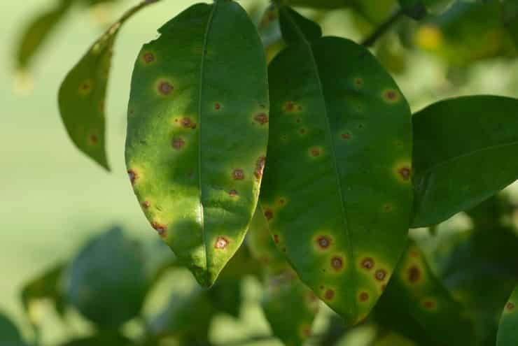 How to treat homemade lemon diseases