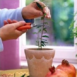 How to properly trim pomegranates in the garden and at home