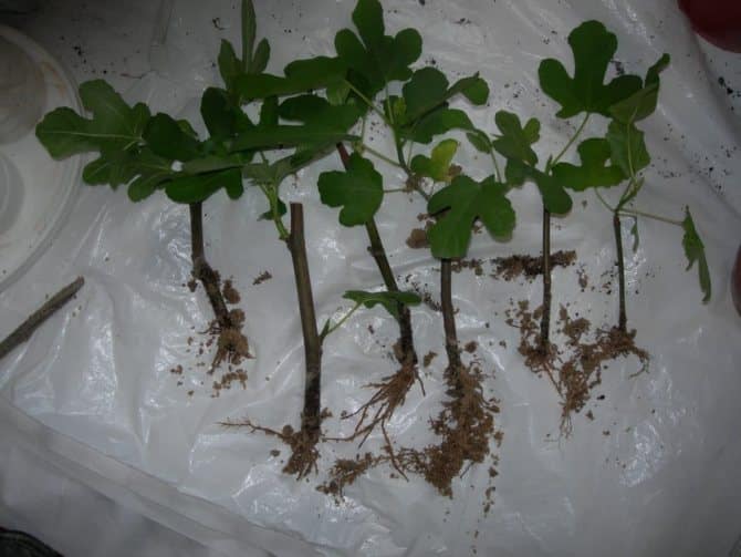 Simple ways to propagate figs from cuttings at home