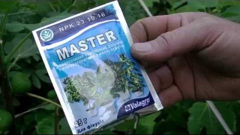 Simple ways to propagate figs from cuttings at home