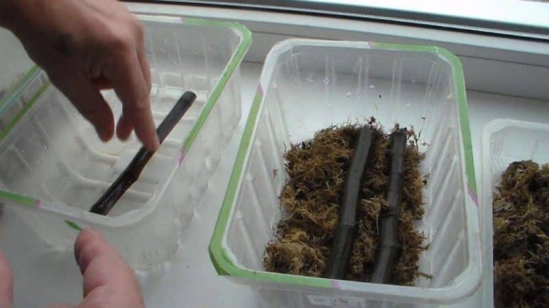 Simple ways to propagate figs from cuttings at home