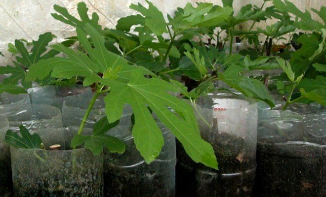 Simple ways to propagate figs from cuttings at home