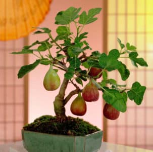 Simple ways to propagate figs from cuttings at home
