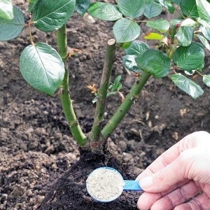 Instructions for beginner gardeners: how to root a rose from a bouquet at home