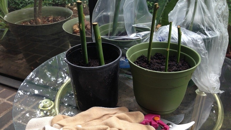 Instructions for beginner gardeners: how to root a rose from a bouquet at home