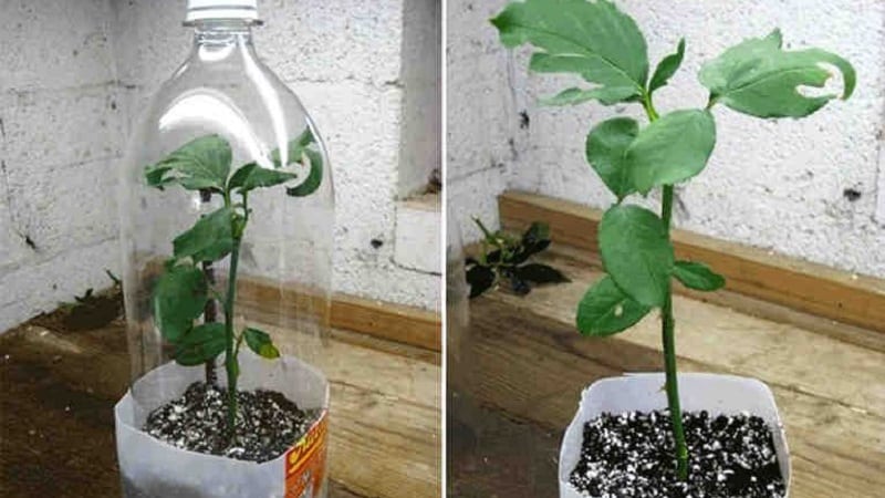 Instructions for beginner gardeners: how to root a rose from a bouquet at home