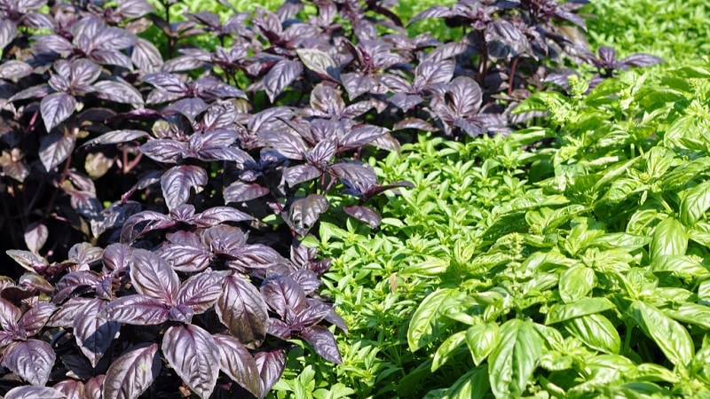 What does basil look like and what are its characteristics?